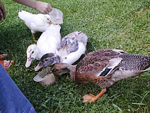 Enten
